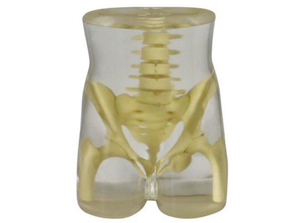 美国RSD模体 骨盆模体臀部模体