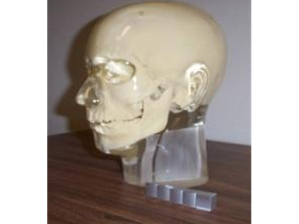 美国RSD模体 透明头部模型